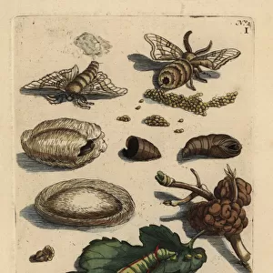 Mulberry leaf and silkworm, Bombyx mori