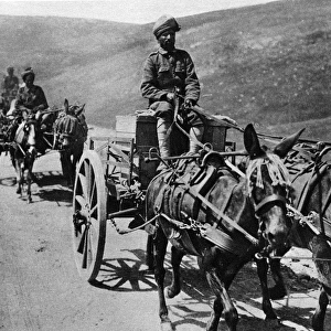 Mule carts of the Indian transport service during WWI