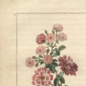 Multiflora rose, Rosa multiflora, and Rose panachee