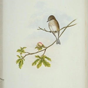Muscicapa striata, spotted flycatcher