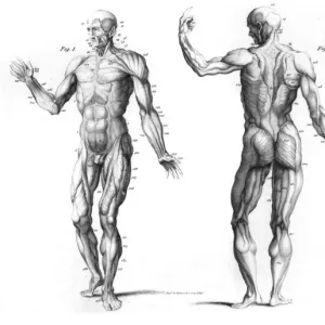 The Muscular System of the Human Body