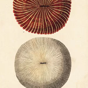 Mushroom coral, Fungia fungites