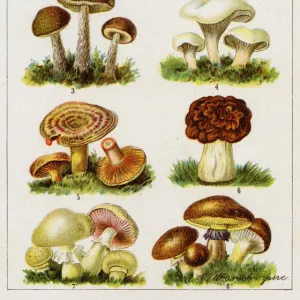 Mushrooms German Book