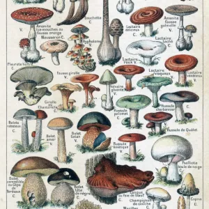 Mushrooms Larousse 1913