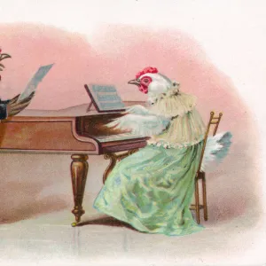 Musical cock and hen with piano on a greetings postcard