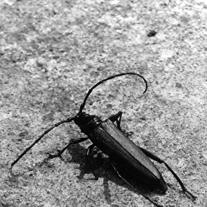 Musk Beetle