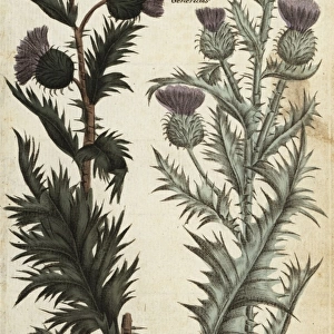 Musk thistle, Carduus nutans, and spear thistle