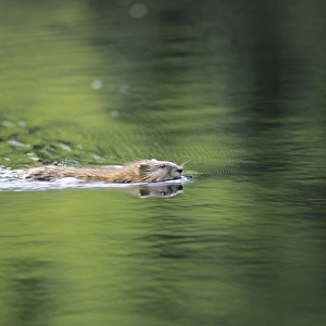 MUSKRAT - swimming in lake (an old river bed) near