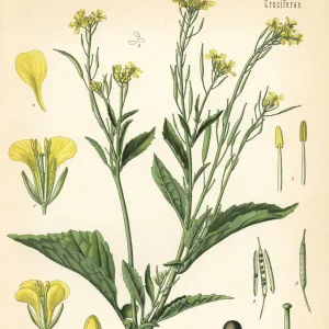 Mustard greens or kai choi, Brassica juncea