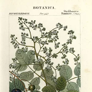 Muttonwood, Turpinia occidentalis