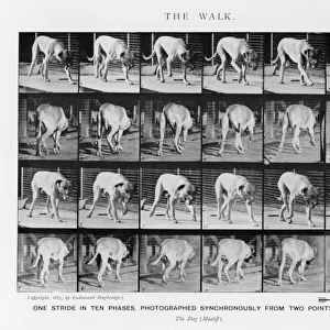 Muybridge - Dog Walk