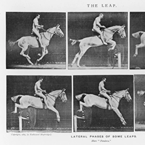 Muybridge - Horse Leap
