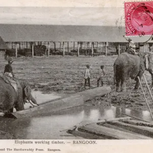 Myanmar - Yangon - Elephants moving timber