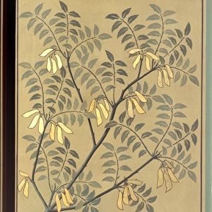 Myroxylon pereirae, balsam of Peru