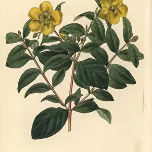 Myrtle-leaved St. Johns wort, Hypericum uralum