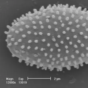 Myxomycetes, plasmodial slime mould