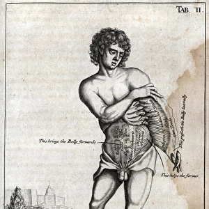 Naked male on a plinth with cross section of stomach