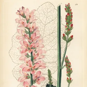 Naked-stalked francoa, Francoa appendiculata