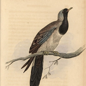 Namaqua dove, Oena capensis
