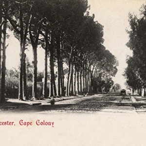 Napier Street, Worcester, Cape Colony, South Africa