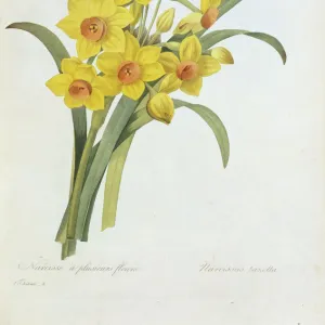 Narcissus tazetta, tazetta daffodil