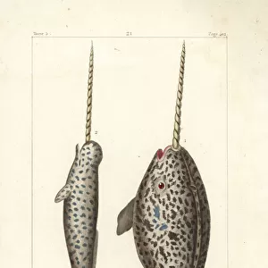 Narwhal or sea canary, Monodon monoceros