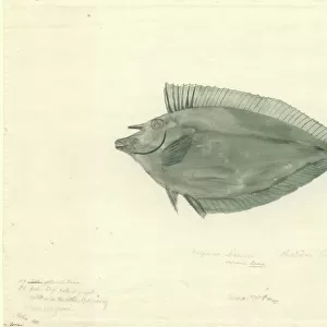 Naso lituratus, orangespine unicornfish