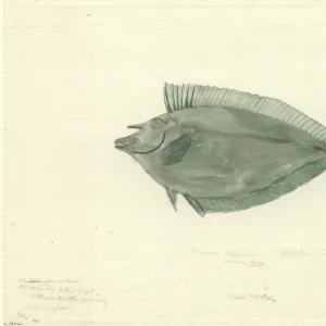 Naso lituratus, orangespine unicornfish