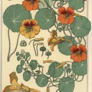 Nasturtium botanical study