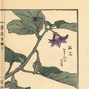 Nasu or eggplant flower, Solanum melongena