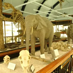 The Natural History Museum at Tring