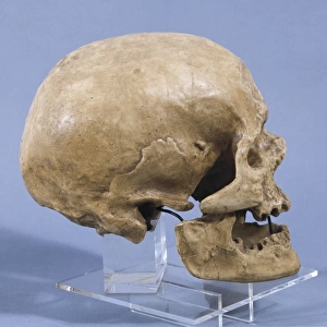 Neanderthal man skull (ca. 5000 BC). Found at