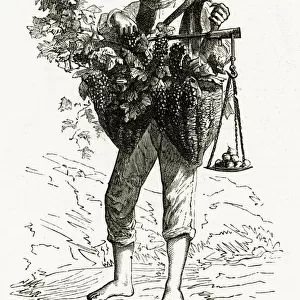 Neapolitan grape seller 1886