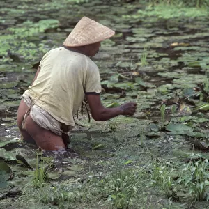Near naked man wades in a pond to gather water lilies - Bali