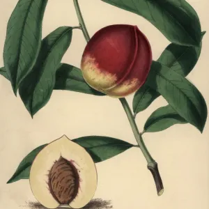 Nectarine cultivar Stanwick, Prunus persica