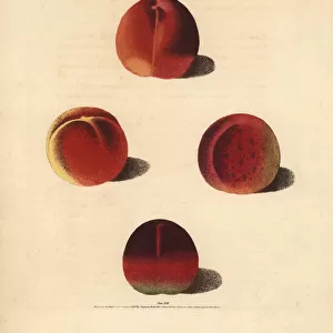Nectarine varieties, Prunus persica