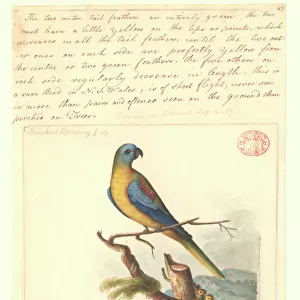 Neophema pulchella, turquoise parrot