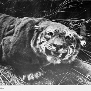 Nepal tiger, 1913. The Natural History Museum, London