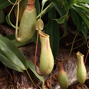 Nephenthes sp. pitcher plant