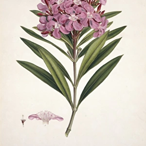 Nerium oleander, oleander