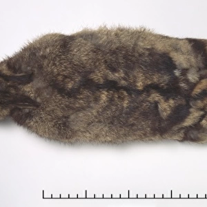 Nesolagus netscheri, Sumatran rabbit