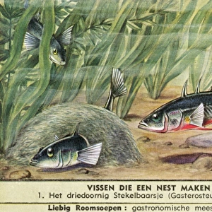 Nest-Making Fish - 1