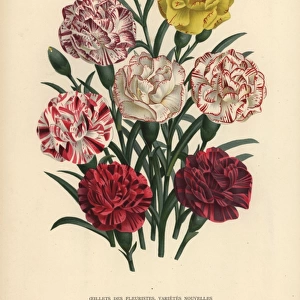 New varieties of florists carnations, Dianthus caryophyllus