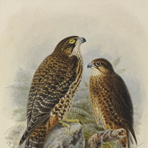 New Zealand Falcon Karearea (adult & young)