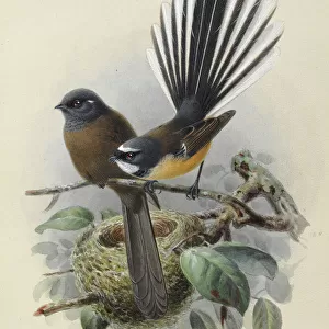 New Zealand Fantail (Melanistic var. on left)