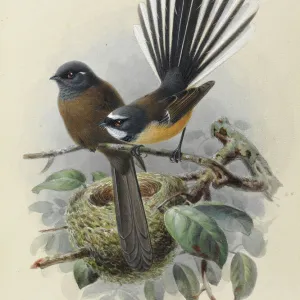 New Zealand Fantail (Melanistic var. on left)