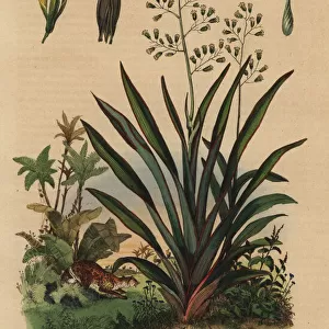 New Zealand flax or harakeke, Phormium tenax