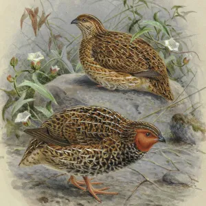 New Zealand Quail Koreke (male and female)