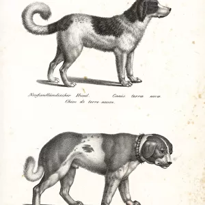 Newfoundland dog and St. Bernard dog