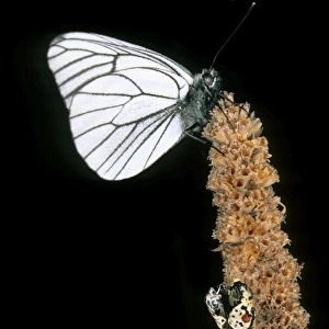 Newly emerged Black-veined White butterfly